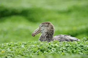 Procellariiformes: Soutern Giant Petrel