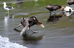Subantarctic: Soutern Giant Petrel