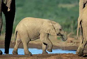 Thirsty: South Africa, Addo Elephant National Park