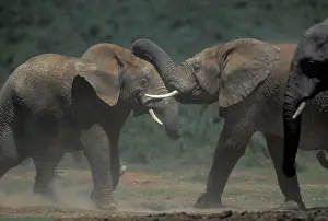 Dominance: South Africa, Addo Elephant National Park