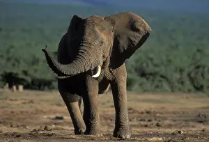 Thirst: South Africa, Addo Elephant National Park