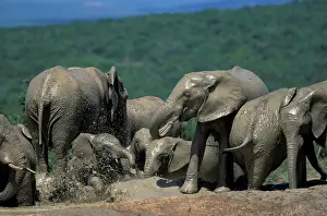 Dirty: South Africa, Addo Elephant National Park