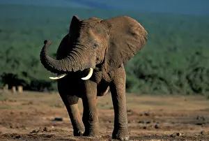 Anger: South Africa, Addo Elephant National Park