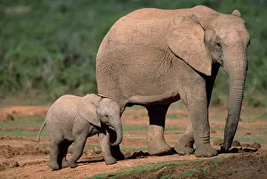Addo: South Africa, Addo Elephant National Park