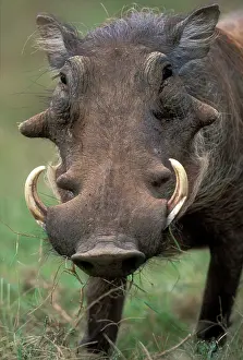 Warthog: South Africa, Addo National Park, Male Warthog