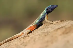 Platysaurus: South Africa, Augrabies Falls National Park
