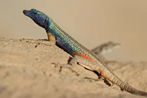 Platysaurus: South Africa, Augrabies Falls National Park