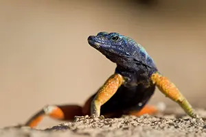 Platysaurus: South Africa, Augrabies Falls National Park
