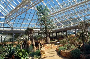 Greenhouses: South Africa - Baobab / Boab Tree
