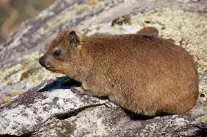 Hyrax: South Africa, Cape Town, Table Mountain