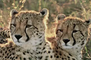 Amos: South Africa, Close-up of Cheetahs (Large