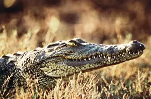 Differential: South Africa, Close-Up of crocodile (Large