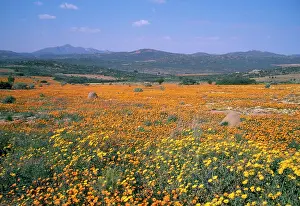 Sinuata: South Africa - daisies (Dimorphotheca sinuata)
