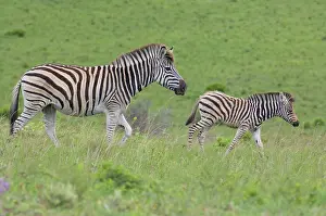 Subspecies: South Africa, East London, Inkwenkwezi Private