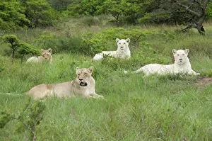 Pride: South Africa, East London, Inkwenkwezi Private