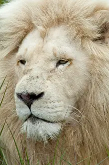 Unique: South Africa, East London, Inkwenkwezi Private