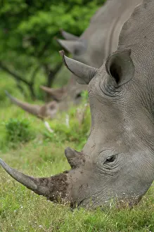 Inkwenkwezi: South Africa, Eastern Cape, East London