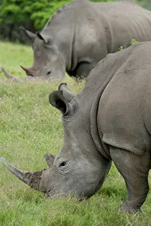 Inkwenkwezi: South Africa, Eastern Cape, East London