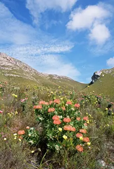 Fynbos: SOUTH AFRICA, Fynbos