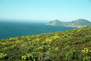 Fynbos: South Africa - Fynbos (macchia) near Cape Point