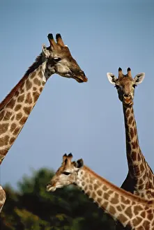 Amos: South Africa, Giraffes (Large format sizes