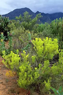 Leucadendron: SOUTH AFRICA - Helderberg Nature reserve, (fynbos)