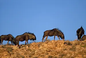 Follow: South Africa, Kalahari-Gemsbok Nat'l Park