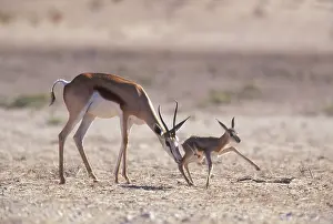 Motherhood: South Africa, Kalahari Gemsbok NP, Springbok