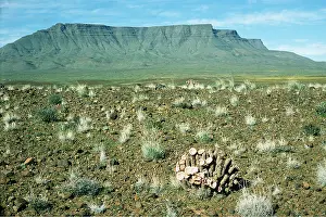 Karoo: SOUTH AFRICA - Karoo scene with Hoodia bainii