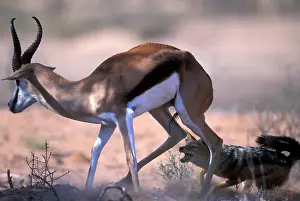 Escape: South Africa, Kgalagadi Transfrontier Park