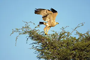 Agile: South Africa, Kgalagadi Transfrontier Park