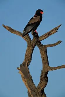 Bateleur: South Africa, Kgalagadi Transfrontier Park