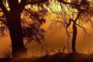 Gnarled: South Africa, Kgalagadi Transfrontier Park