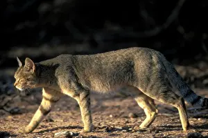 Auob: South Africa, Kgalagadi Transfrontier Park