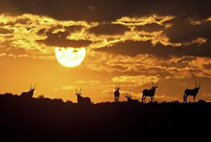 Lands: South Africa, Kgalagadi Transfrontier Park