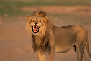 Growling: South Africa, Kgalagadi Transfrontier Park