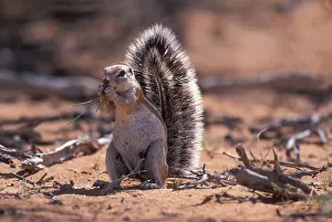 Inauris: South Africa, Kgalagadi Transfrontier Park