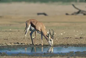 Thirsty: South Africa, Kgalagadi Transfrontier Park