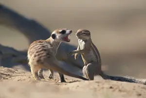 Inauris: South Africa, Kgalagadi Transfrontier Park