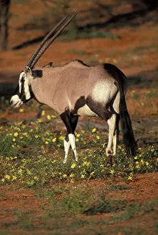 Riverbed: South Africa, Kgalagadi Transfrontier Park
