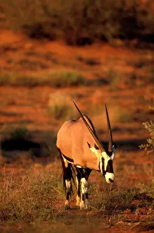 Riverbed: South Africa, Kgalagadi Transfrontier Park