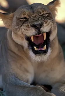 Napping: South Africa, Kgalagadi Transfrontier Park