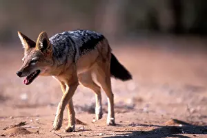 Lands: South Africa, Kgalagadi Transfrontier Park