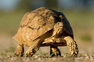 Slow: South Africa, Kgalagadi Transfrontier Park
