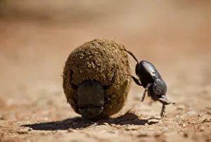 Dung: South Africa, Kgalagadi Transfrontier Park