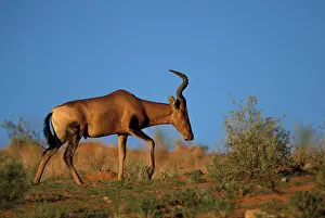 Bontebok: South Africa, Kgalagadi Transfrontier Park