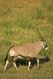 Gemsbok: South Africa, Kgalagadi Transfrontier Park