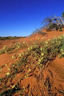 Gemsbok: South Africa, Kgalagadi Transfrontier Park