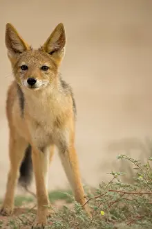 Jackal: South Africa, Kgalagadi Transfrontier Park