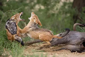 Conflict: South Africa, Kgalagadi Transfrontier Park